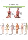 Havo Vwo 1 - Biologie - Organen en Cellen - Samenvatting