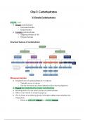 Macronutrient Metabolism - Chapter 3 - Carbohydrates