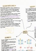 AQA A Level Biology - Homeostasis Notes