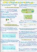 Cours svt terminale complet : La plante productrice de MO