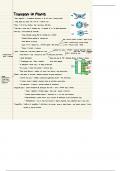 Alevel OCR Biology A notes on Transport in Plants 