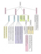 Overview muscular tissues