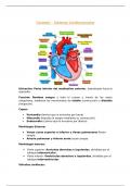 Sistema cardiovascular