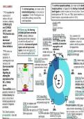 Cell cycle and important (proto-) oncogenes