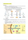 Notes & Explanation on the Human Body - Grade 12 Biology 