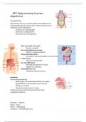 AFP samenvatting spijsvertering 
