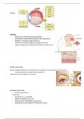 AFP samenvatting oog 