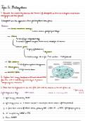 Unit 13: Photosynthesis Notes