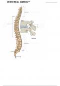 Vertebral Column - Labeling Diagram