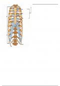 Ribs & Sternum - Labeling Diagram