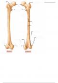 Femur - Labeling Diagram