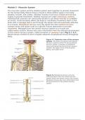 BIO 151 A&P 1 Module 5 muscular system portage