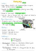 Notes On Pituitary Gland