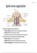 BIOL 1334 Unit 4 Spinal nerve organization (Latest-2023) Human anatomy and physiology University of Houston 100% Correct Answers, Download to Score A