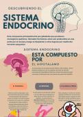 el sistema endocrino