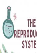 Presentation The reproductive system - Inspire Biology