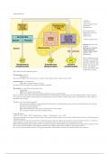 Cellular Respiration 		 	 	 		