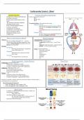 Human anatomy and physiology 2 summary notes