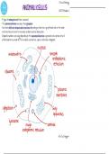 OCR A-level Cells and organelles PDF