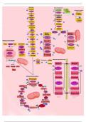 overzicht metabolic pathways