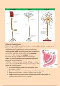 Biopsychology - Localisation of Brain Function