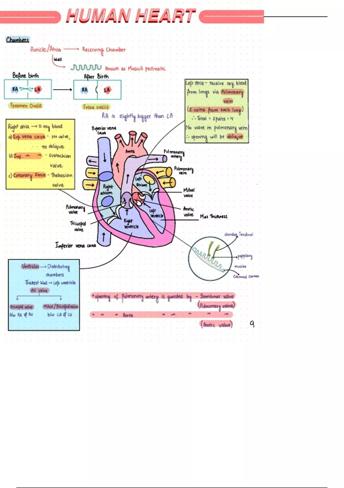 Summary Human Heart Anatomy Theory Notes - MCAT - Stuvia US