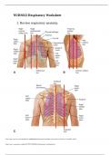 NURS612 Respiratory worksheet 2023.p