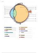 The Eye Diagram