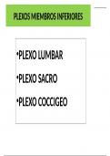 Plexo lumo-sacro