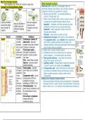 OCR Biology Transport in Plants 3.1.3 Revision Summary - By A* student