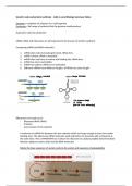 Summary of Genetic Code and Protein Synthesis - AQA A Level Biology 