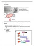 Summary Notes on Respiration - AQA A Level Biology 