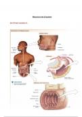 PGY300 Gastrointestinal Comprehensive Review