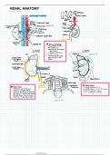 Renal Anatomy