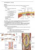 Samenvatting MPA - Chirurgie - Thema 3 acute buik