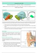 Anatomía del Oido