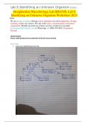 Straighterline Microbiology Lab BIO250L Lab 8 Identifying an Unknown Organism Worksheet 2023