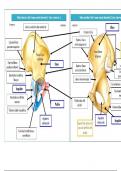 resumen anatomia miembro inferior 