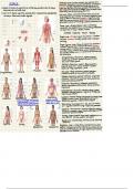 Anatomy and Physiology Chapter 1.2 Structural and Functional Organization of the Human Body