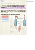 Anatomy and Physiology 1 Chapter 1.5 Homeostasis