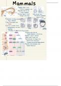 Mammalian Embryonic Development