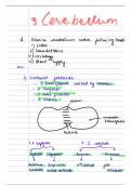 Neuroanatomy