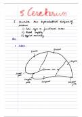 Neuroanatomy