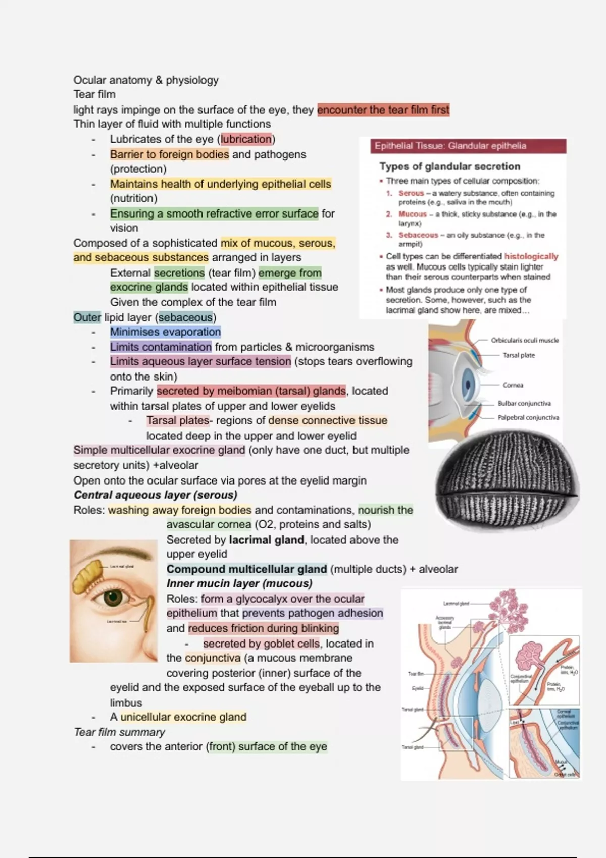 Eye Anatomy Introductory Biological Science OV Stuvia UK