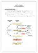 The Pentose Phosphate Pathway