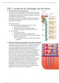 samenvatting ZSO 1-5 long en nier (nier gedeelte) 3ebach BMW Uhasselt 