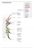 Samenvatting actieve bewegingsstelsel 1 - zenuwen - incl tekeningen!