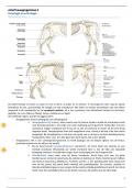 Samenvatting ABS2- osteologie - zeer uitgebreid incl tekeningen!