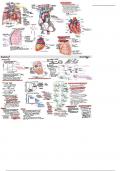 Cardiac Anatomy and Physiology 