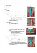 Alle anatomie Fysiotherapie jaar 1&2